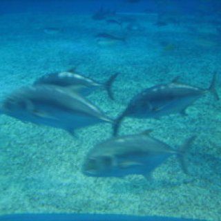 沖縄本島　美ら海水族館