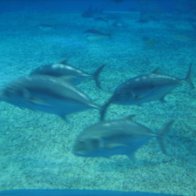 沖縄本島　美ら海水族館