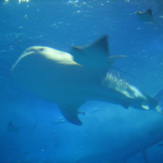 沖縄本島　美ら海水族館