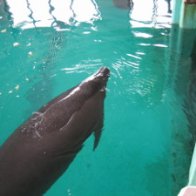 沖縄本島　美ら海水族館