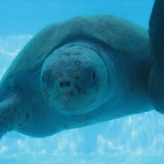 沖縄本島　美ら海水族館